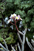 Phnom Penh - Royal Palace, garden of the silver pagoda